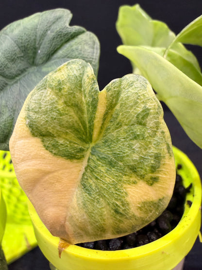 ALOCASIA MELO AUREA