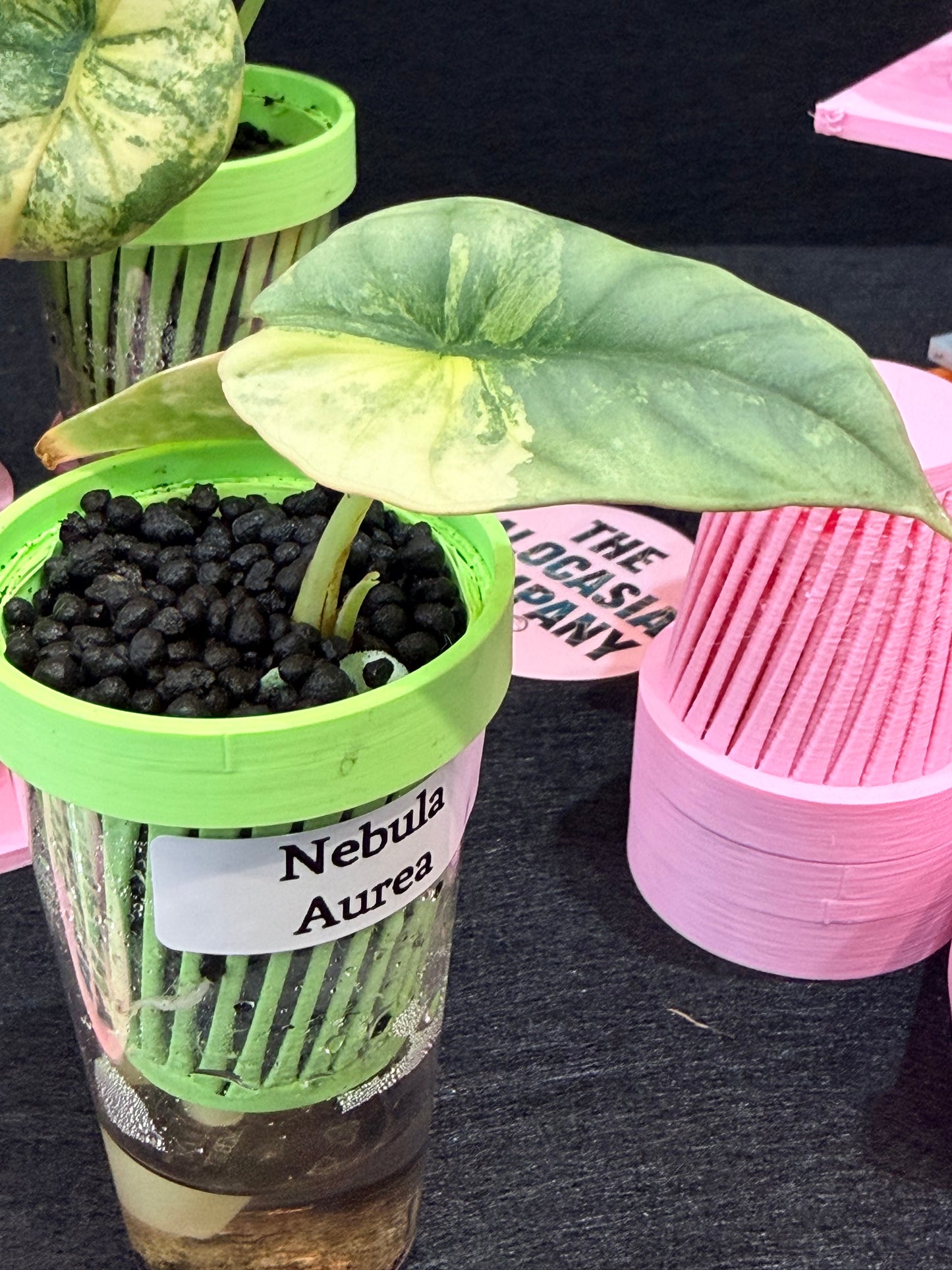 ALOCASIA NEBULA AUREA VARIEGATED