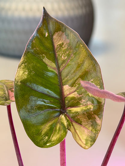 ALOCASIA MACRORRHIZOS 'PLUMBEA' NIGRA PINK VARIEGATED