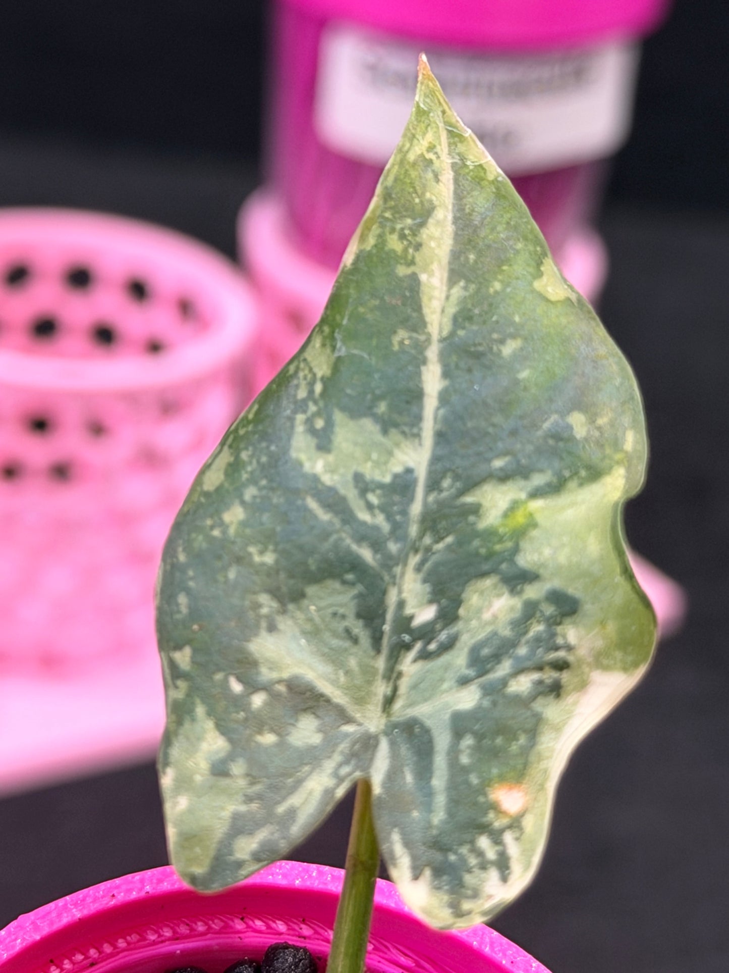 ALOCASIA SCABRIUSCULA ALBO VARIEGATED