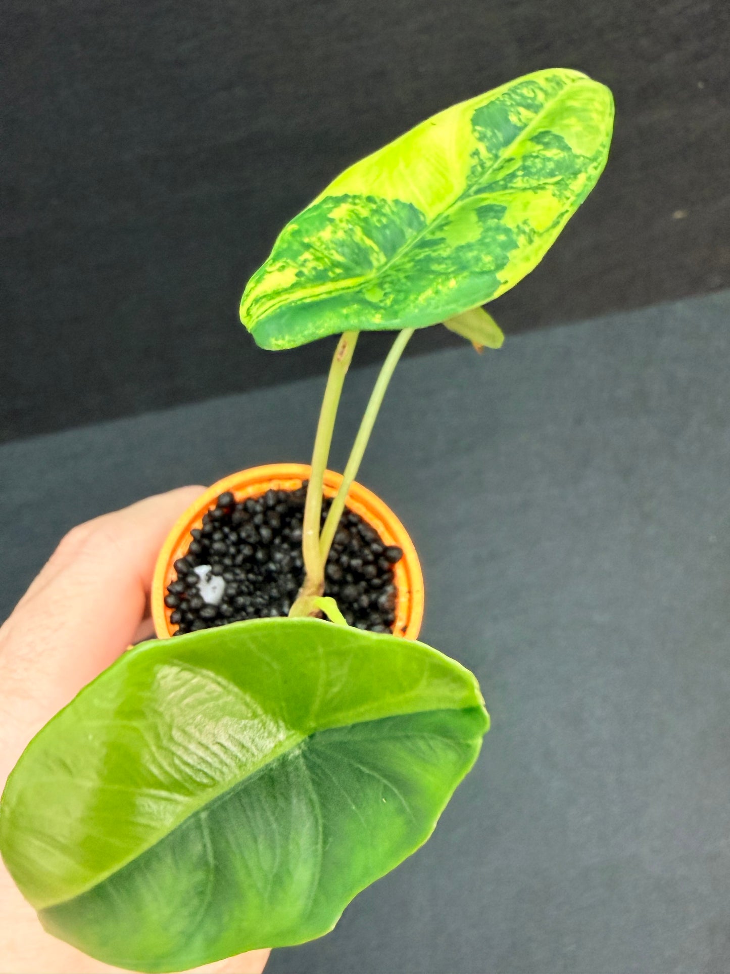 ALOCASIA VENUSTA AUREA