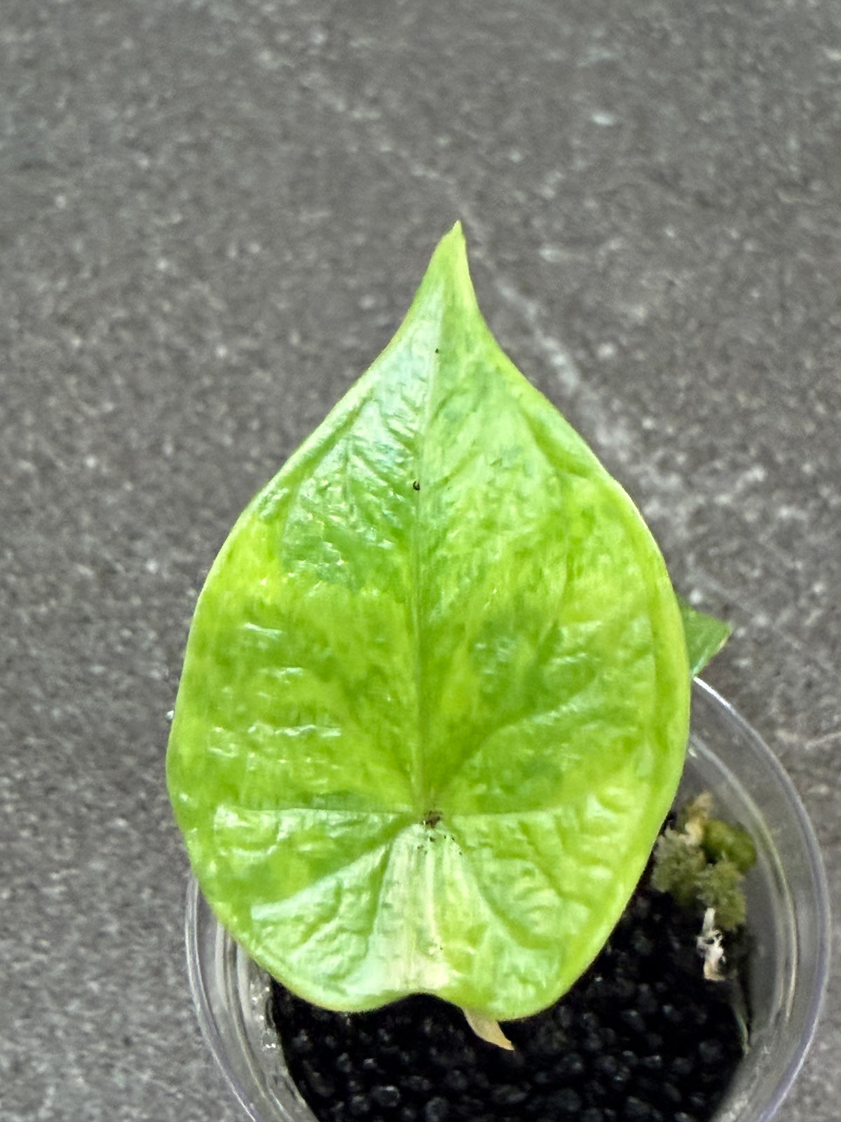 Alocasia baginda 'Dragon Scale' Aurea, luminous yellow sections against a deep green scaled base