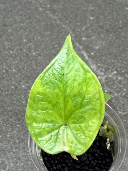 ALOCASIA 'BAGINDA' DRAGON SCALE AUREA