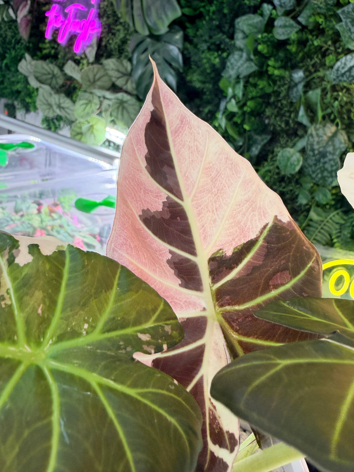 Alocasia 'Regal Shields' Pink Albo, pink and white variegation on huge ruffled shield-shaped leaves