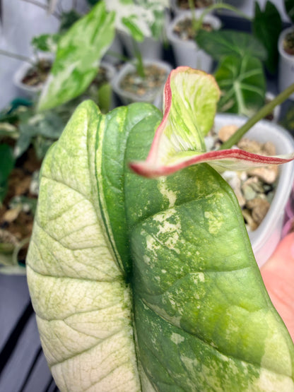 ALOCASIA BISMA PLATINUM ALBO VARIEGATED