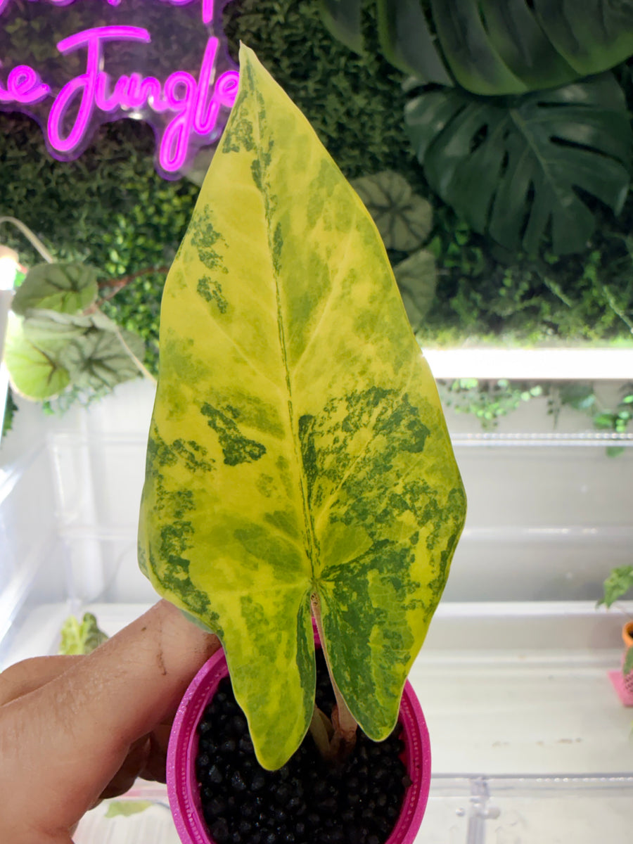 ALOCASIA REGINAE SILVER AUREA VARIEGATED