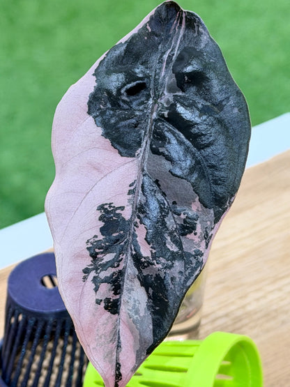 ALOCASIA CHANTRIERI PINK