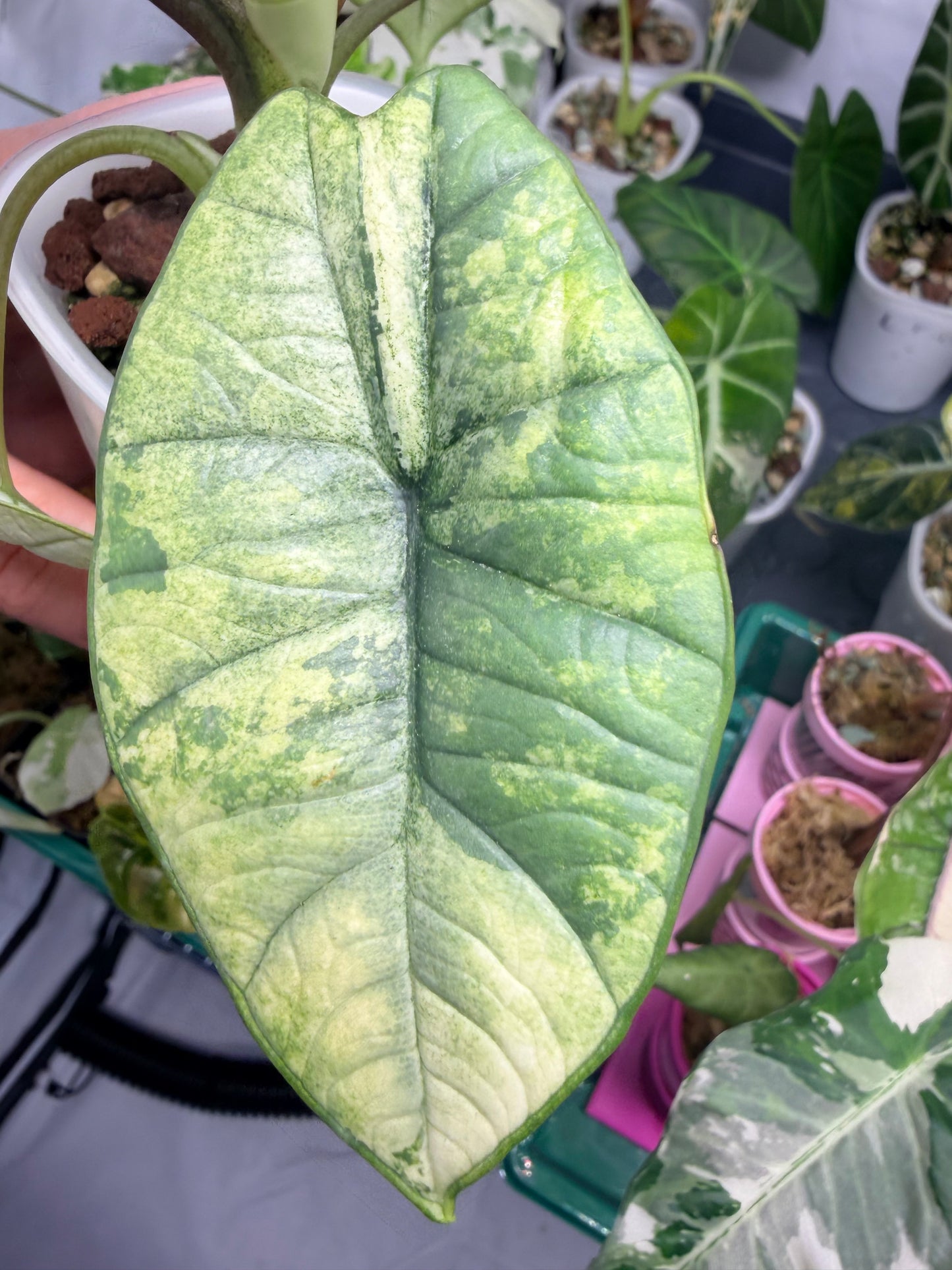 ALOCASIA BISMA PLATINUM ALBO VARIEGATED