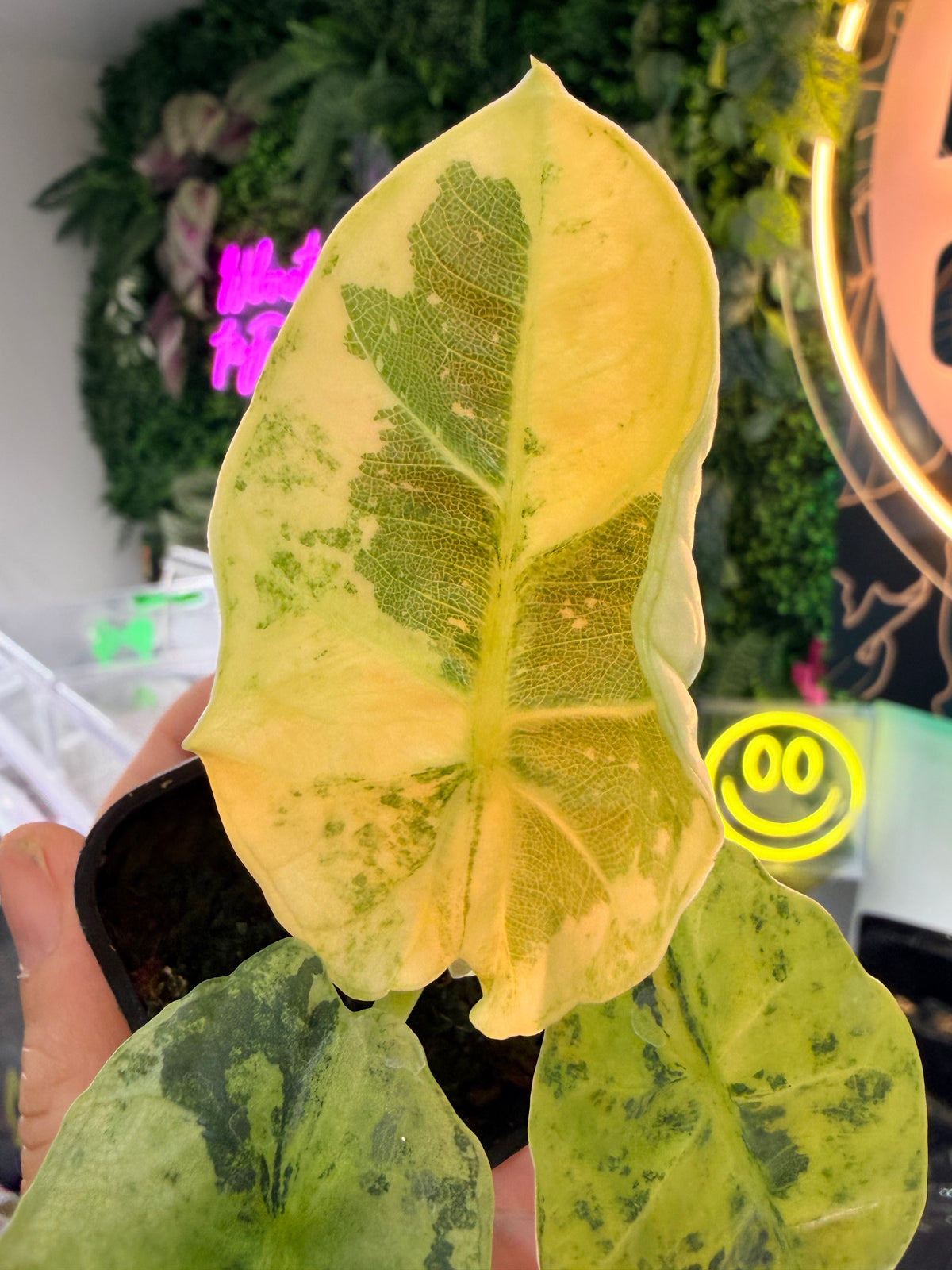 ALOCASIA SINTANG NEON VARIEGATED