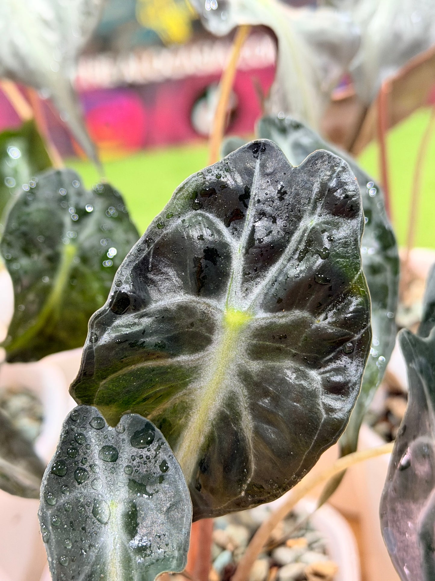 Alocasia Venom