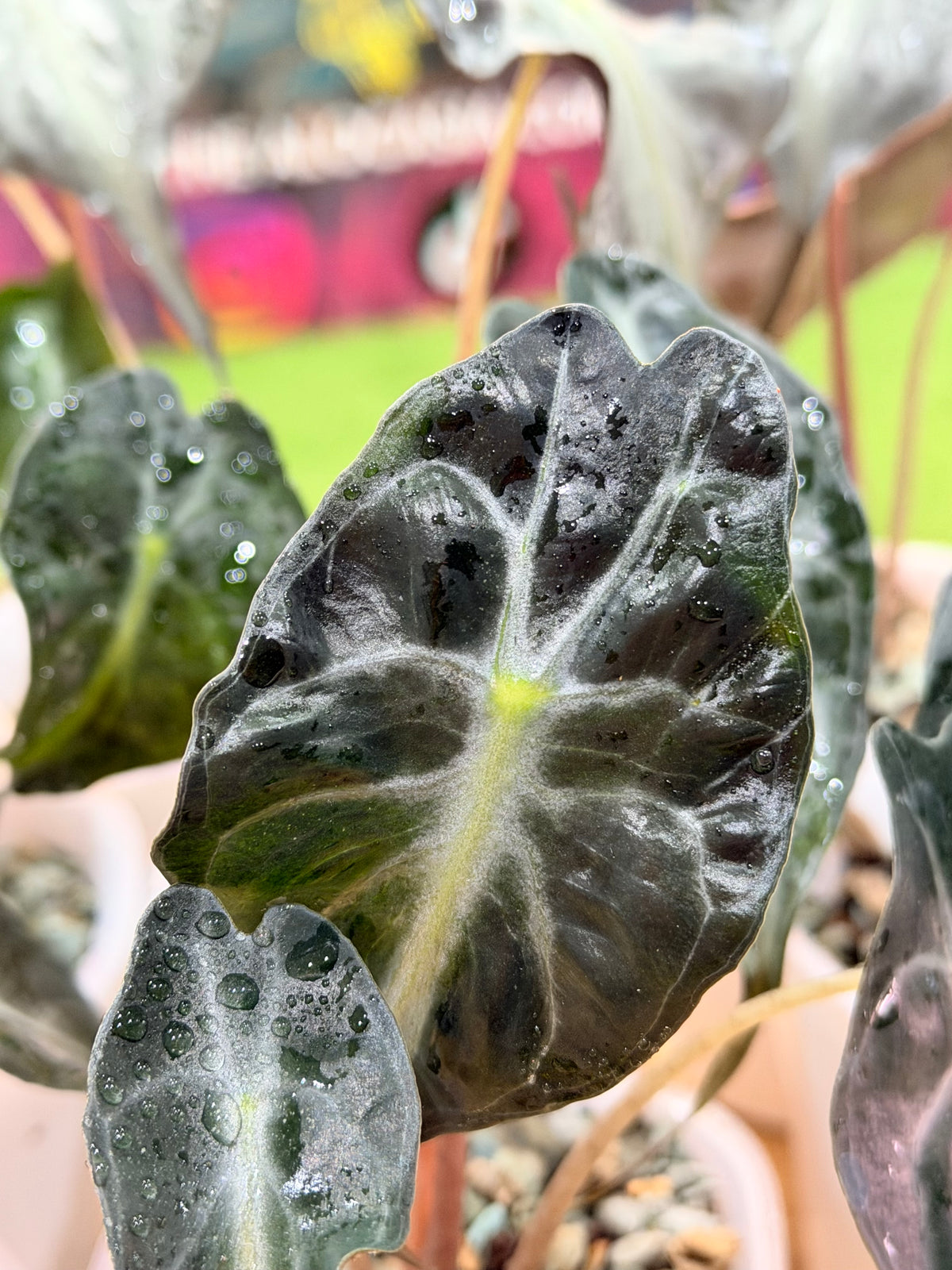 Alocasia 'Venom', dark foliage marked with bold contrasting snakeskin veining