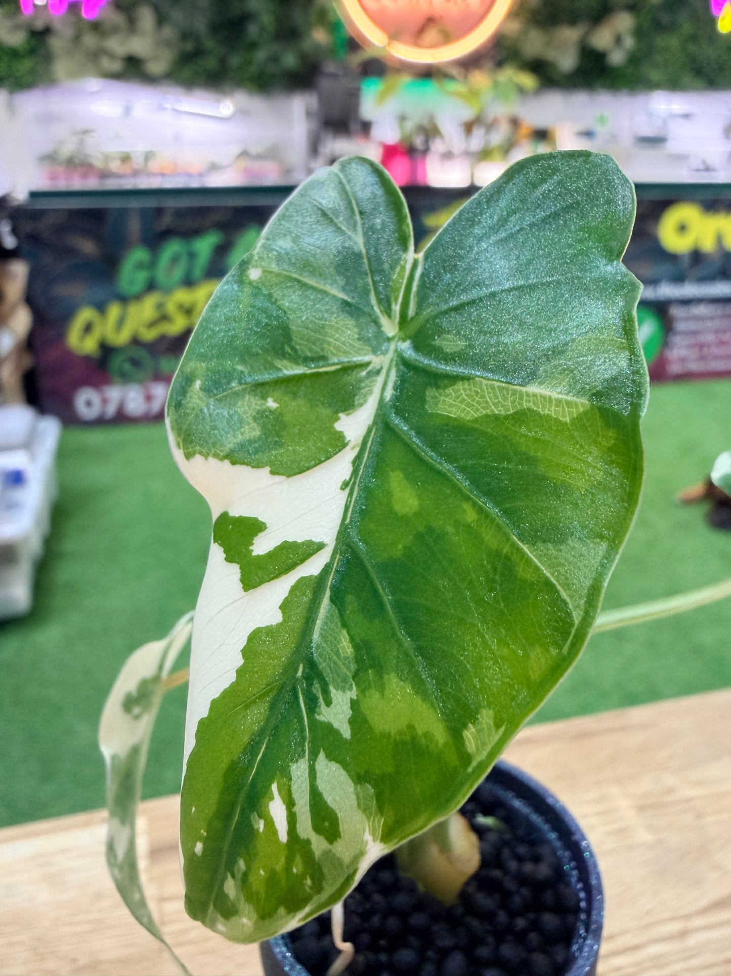 Alocasia Odora Okinawa Silver Albo