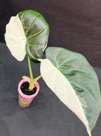 ALOCASIA REGAL SHEILDS ALBO
