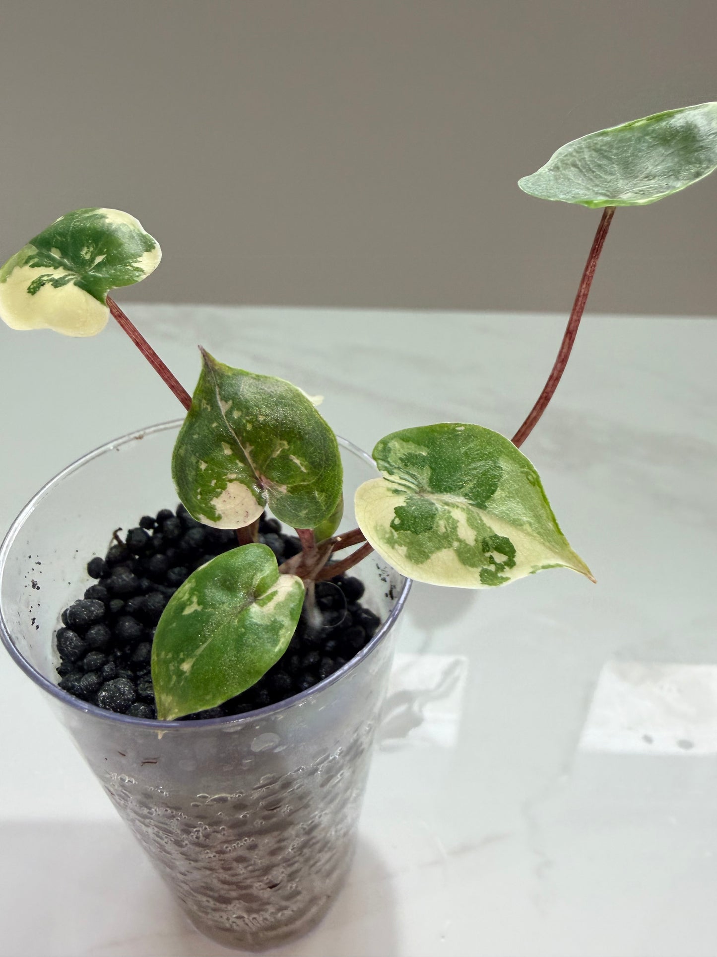 Alocasia Yucatan Princess Pink Variegated