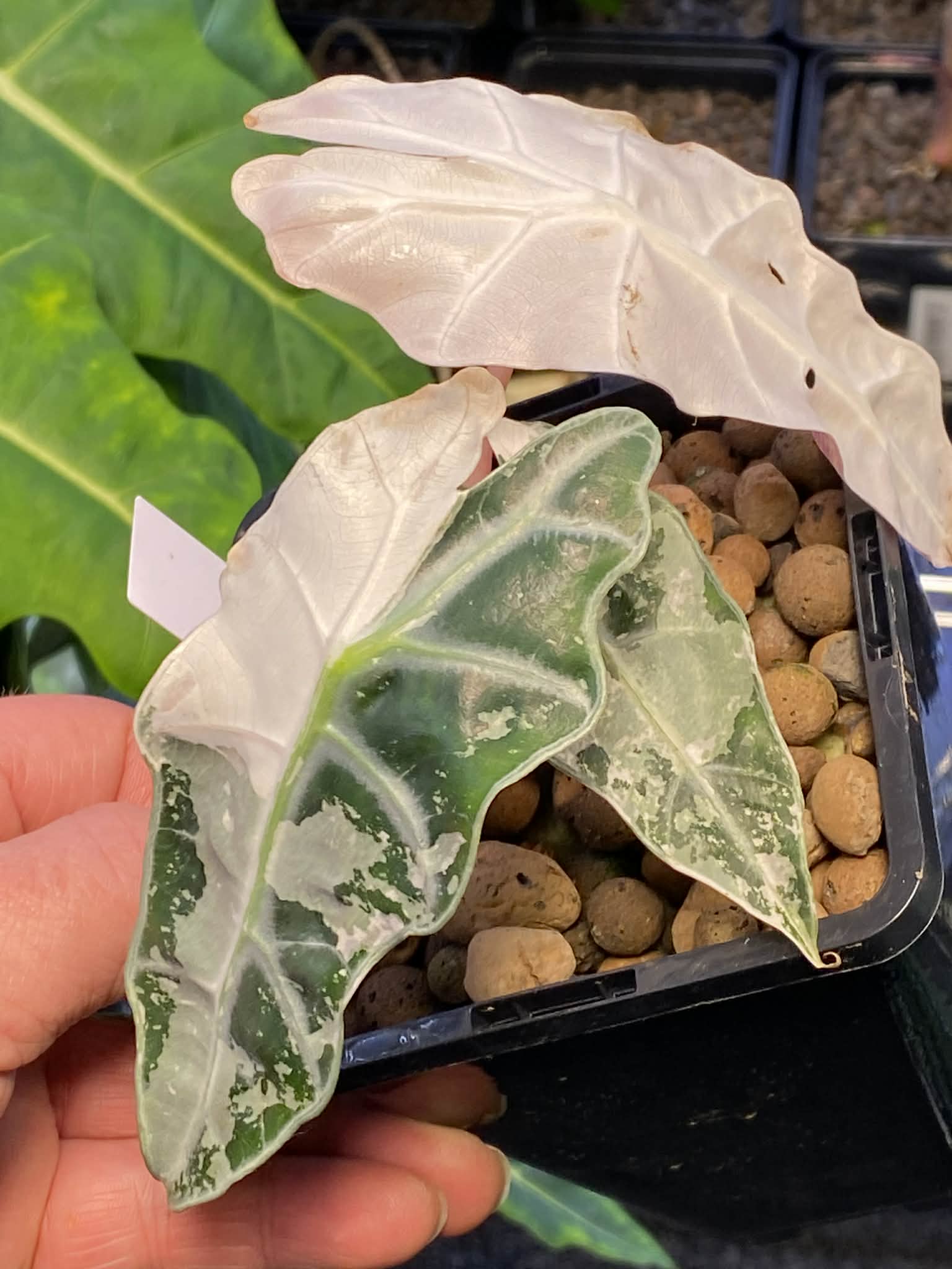 ALOCASIA AMAZONICA PINK VARIEGATED (THAI VERSION)