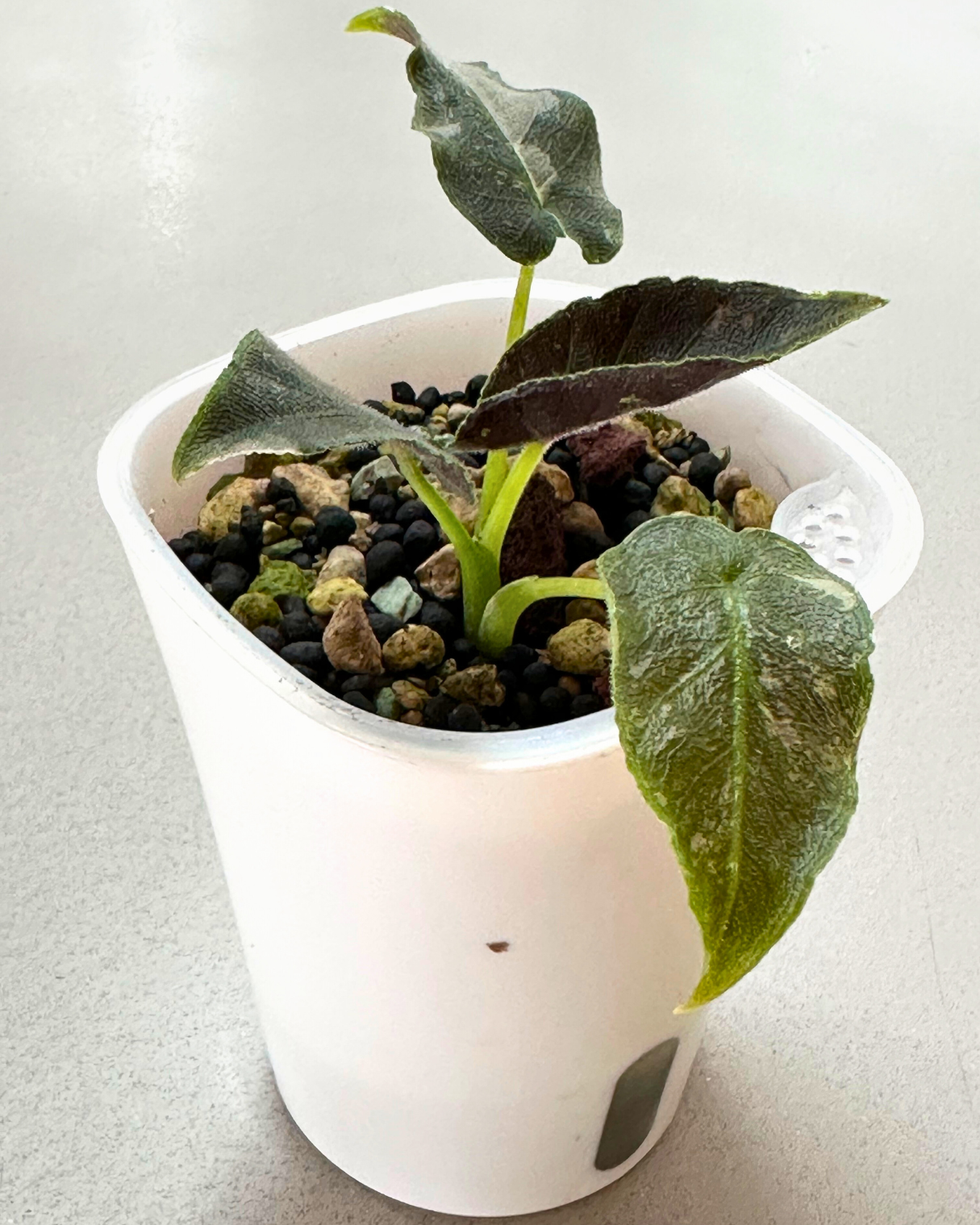 Alocasia Antoro Velvet Pink Juvenile