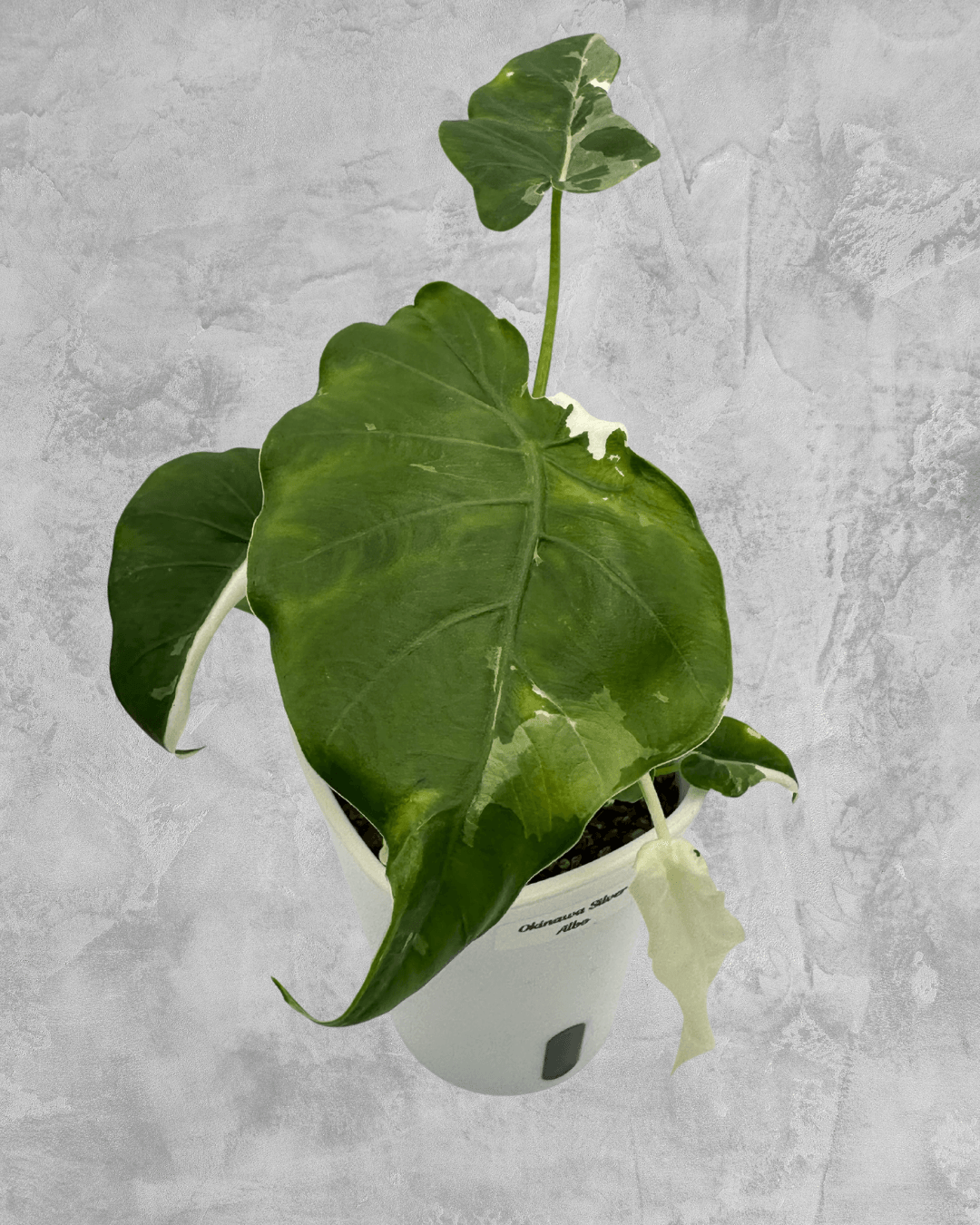 Alocasia Odora Okinawa Silver Albo