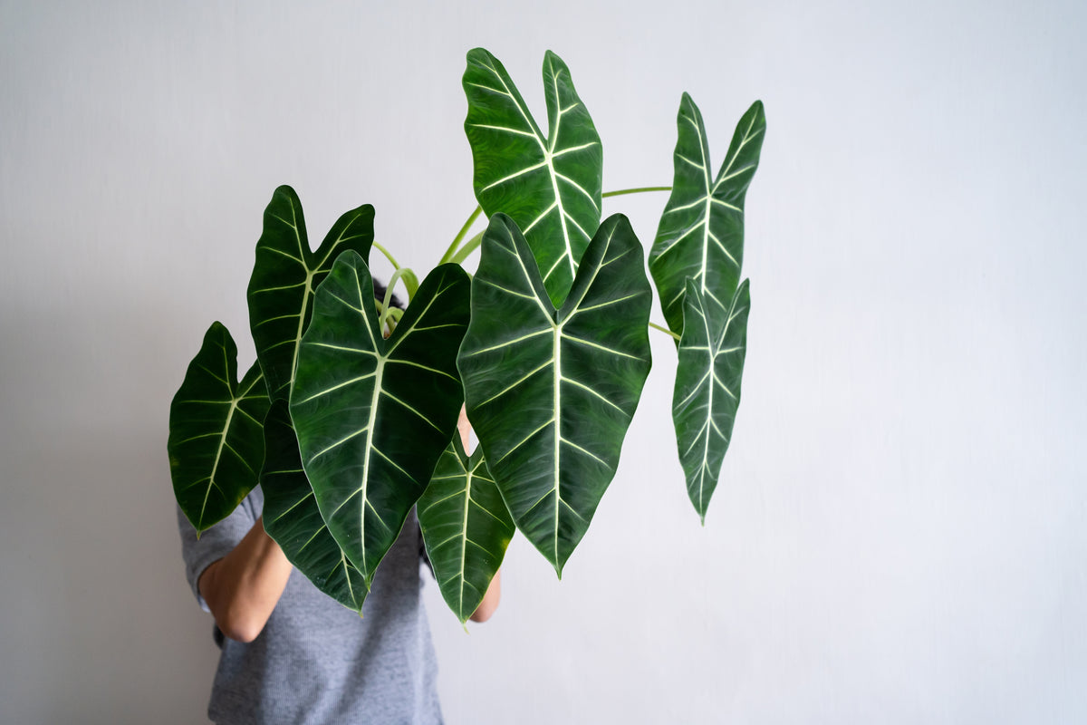 Alocasia Frydek Mature Size with man holding plant pot