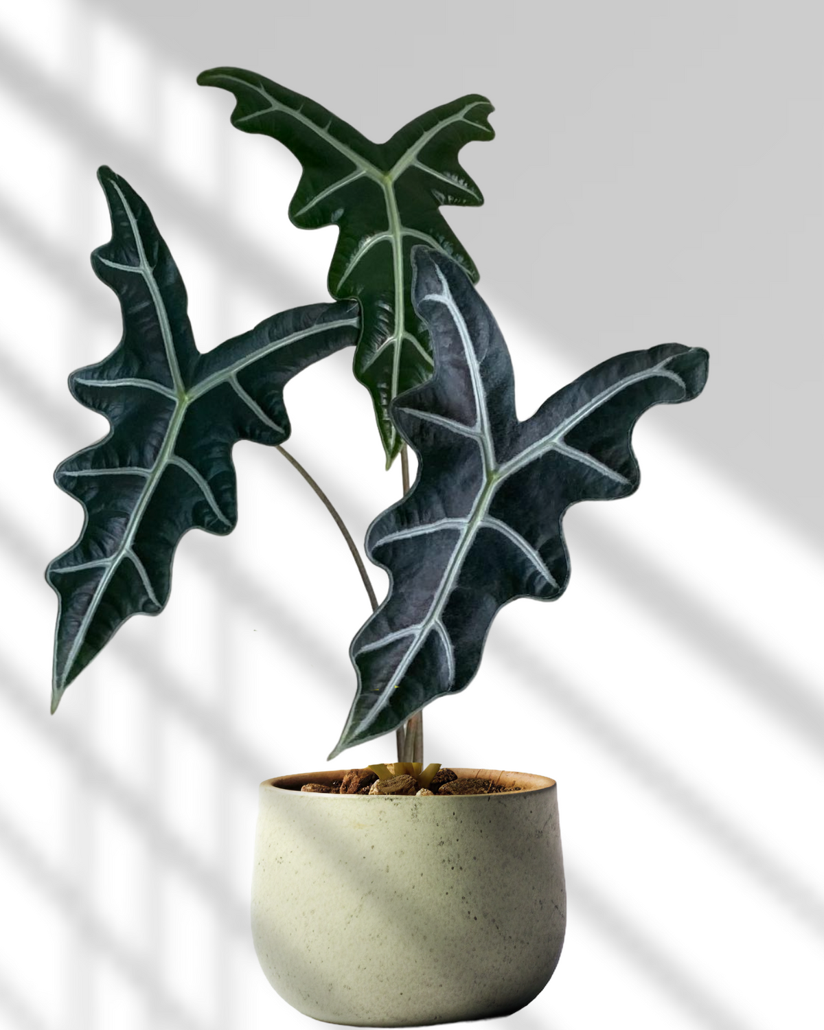 Alocasia sanderiana 'Nobilis', glossy dark green arrow leaves with serrated edges and white veining