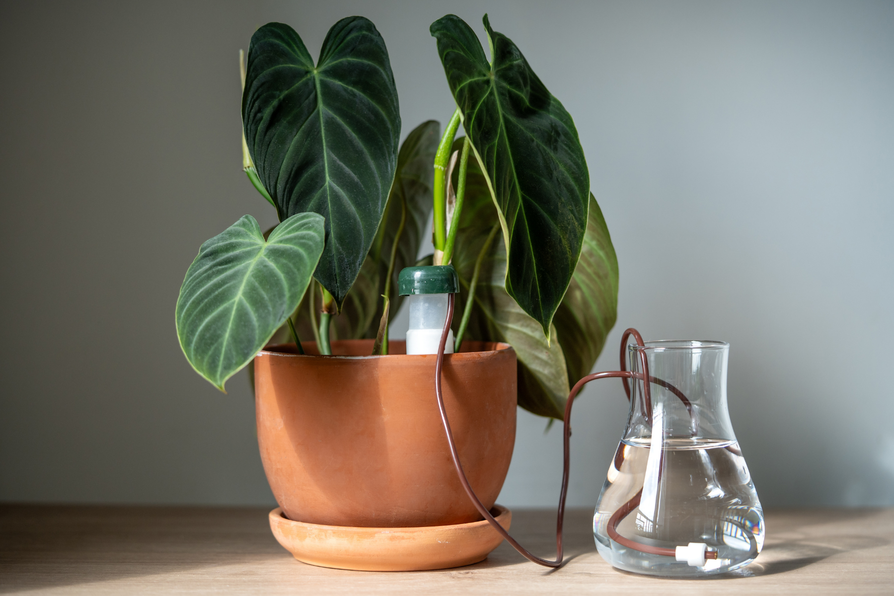 Alocasia_Self_Watering - The Alocasia Company