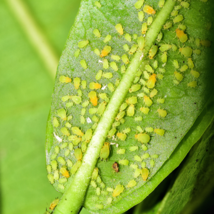 Aphids - The Alocasia Company