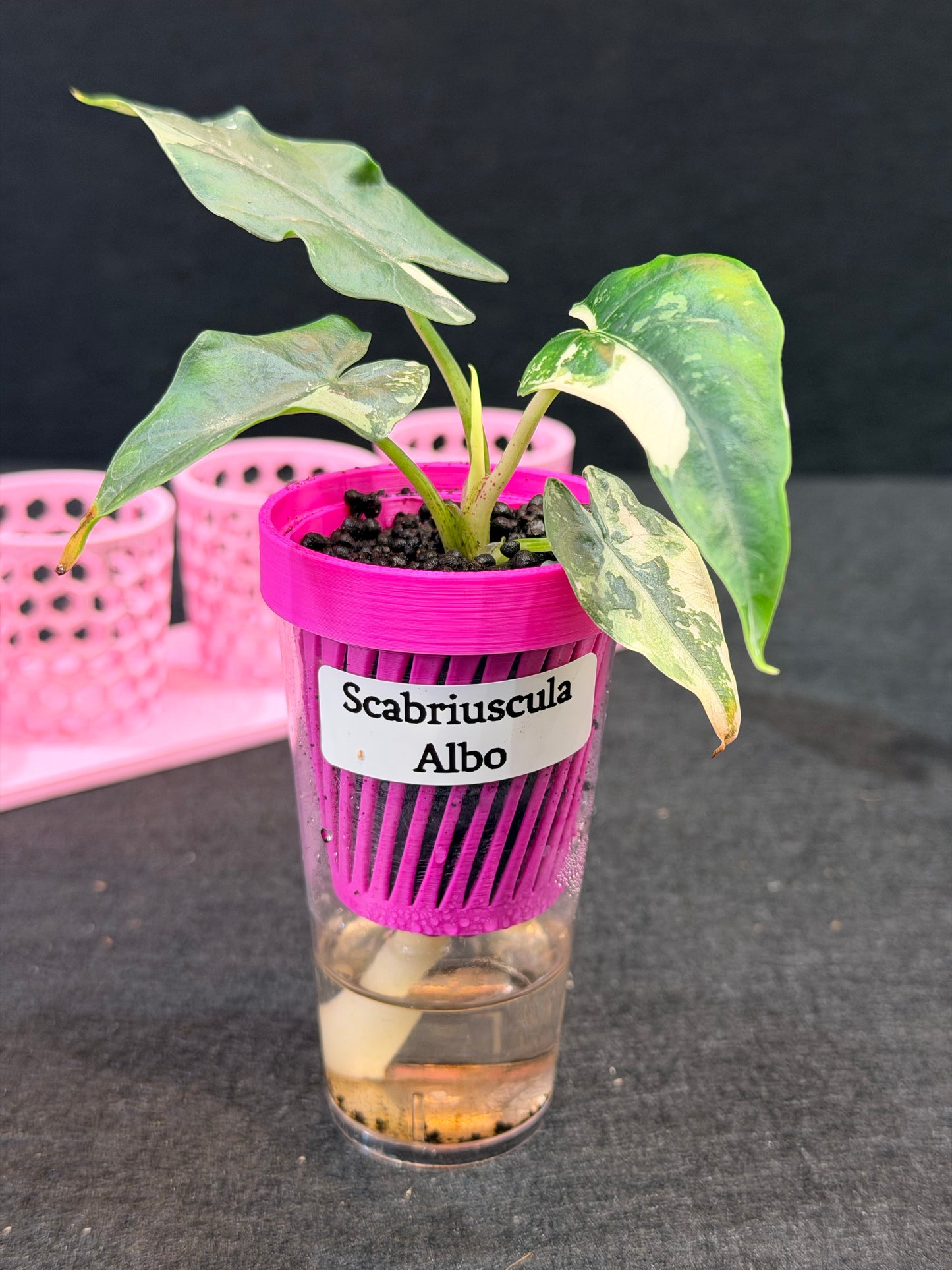 ALOCASIA SCABRIUSCULA ALBO VARIEGATED