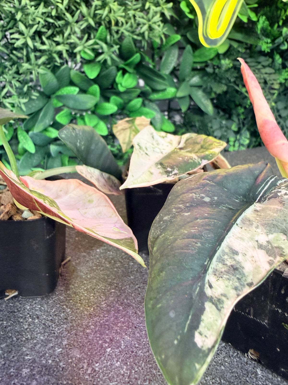 ALOCASIA REGINAE SILVER ALBO VARIEGATED