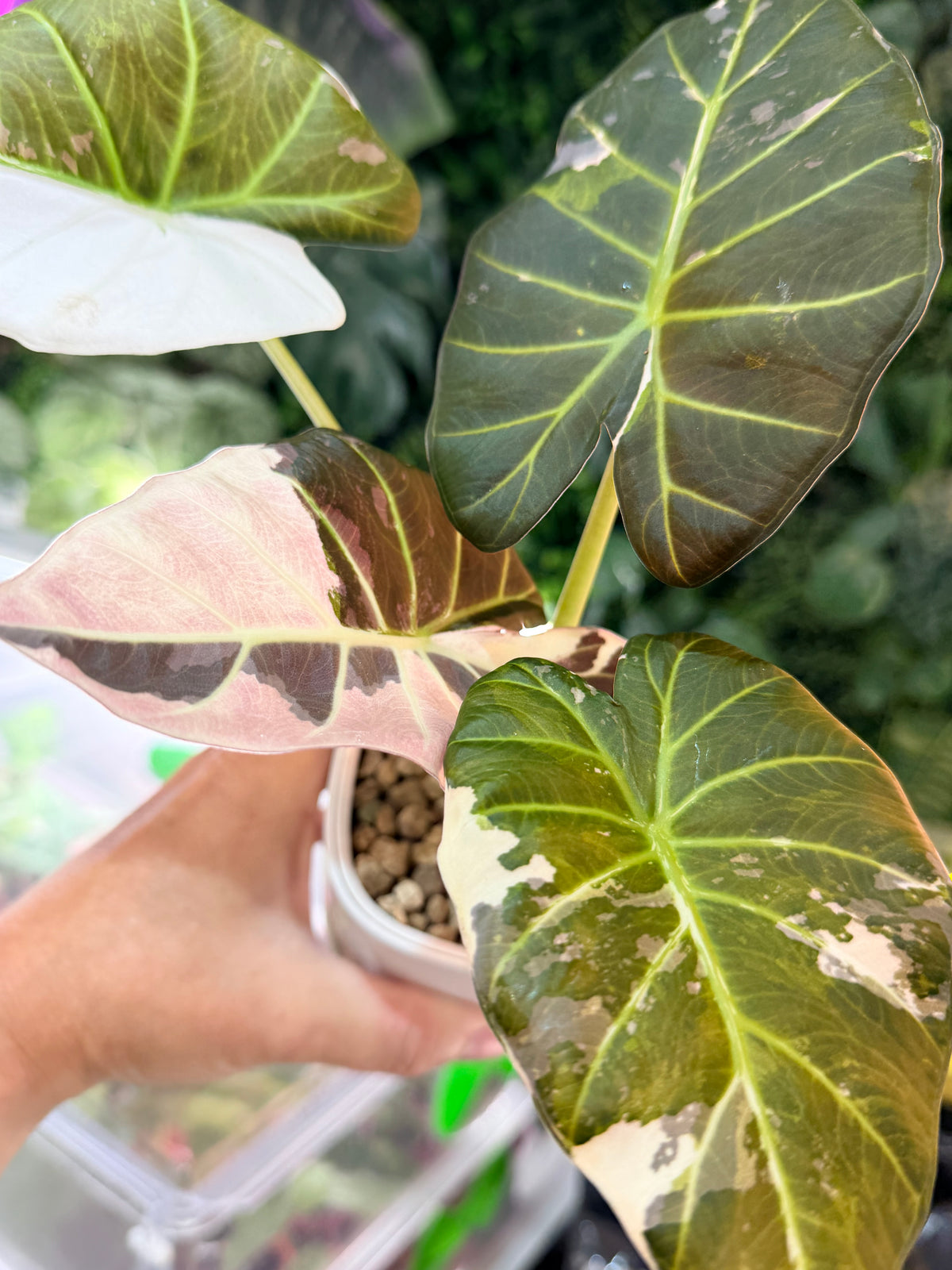 Alocasia 'Regal Shields' Pink Albo, pink and white variegation on huge ruffled shield-shaped leaves