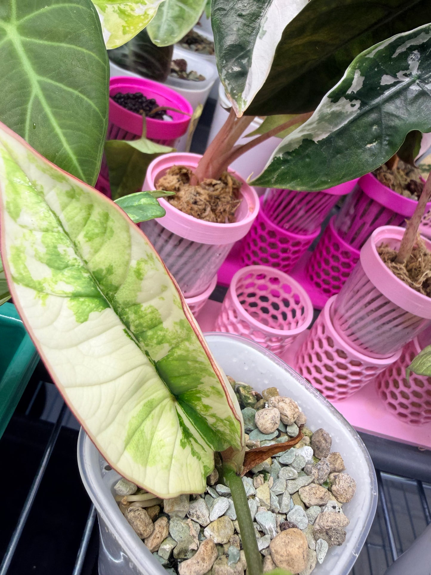 ALOCASIA BISMA PLATINUM ALBO VARIEGATED