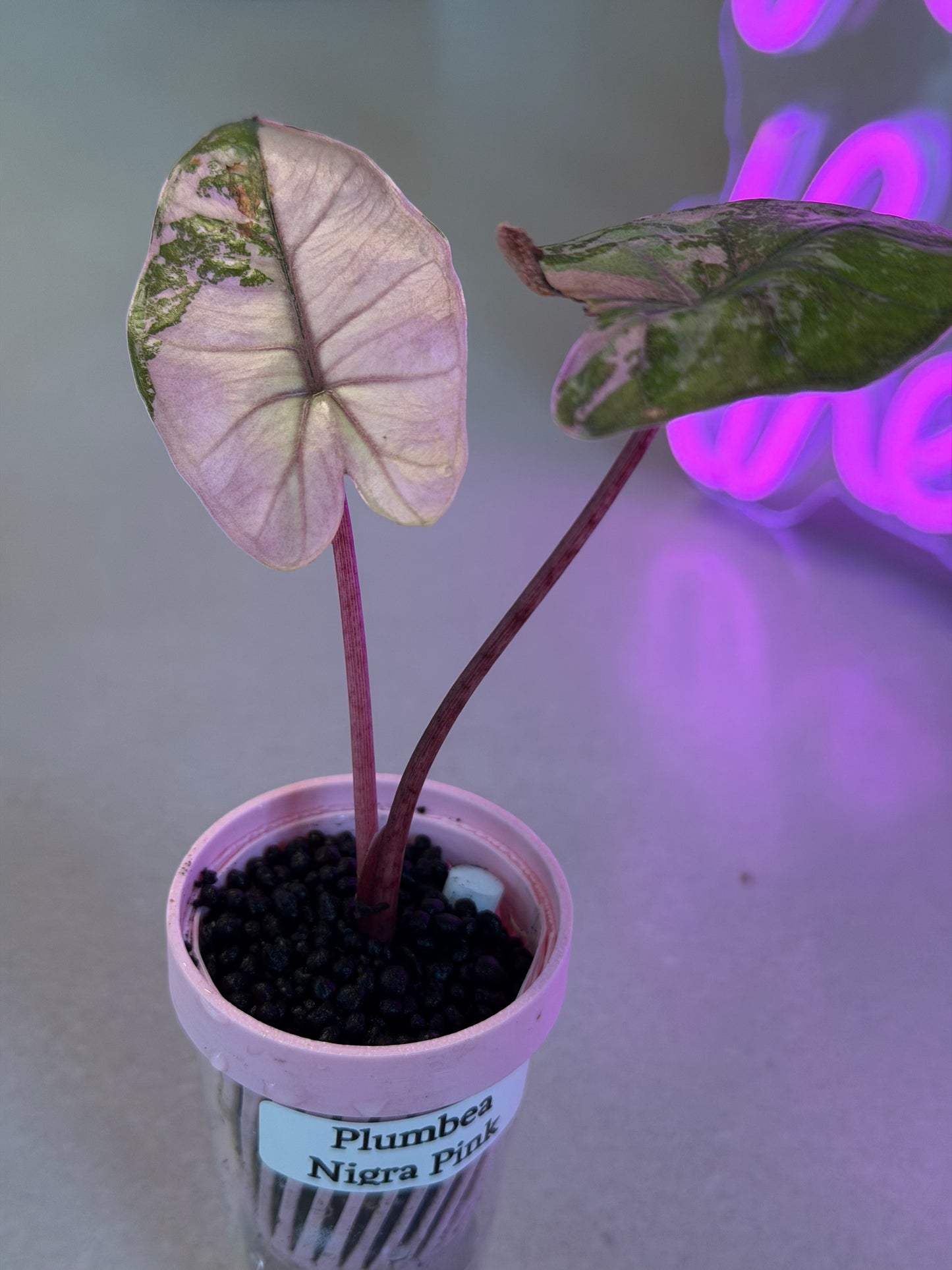 ALOCASIA MACRORRHIZOS 'PLUMBEA' NIGRA PINK VARIEGATED