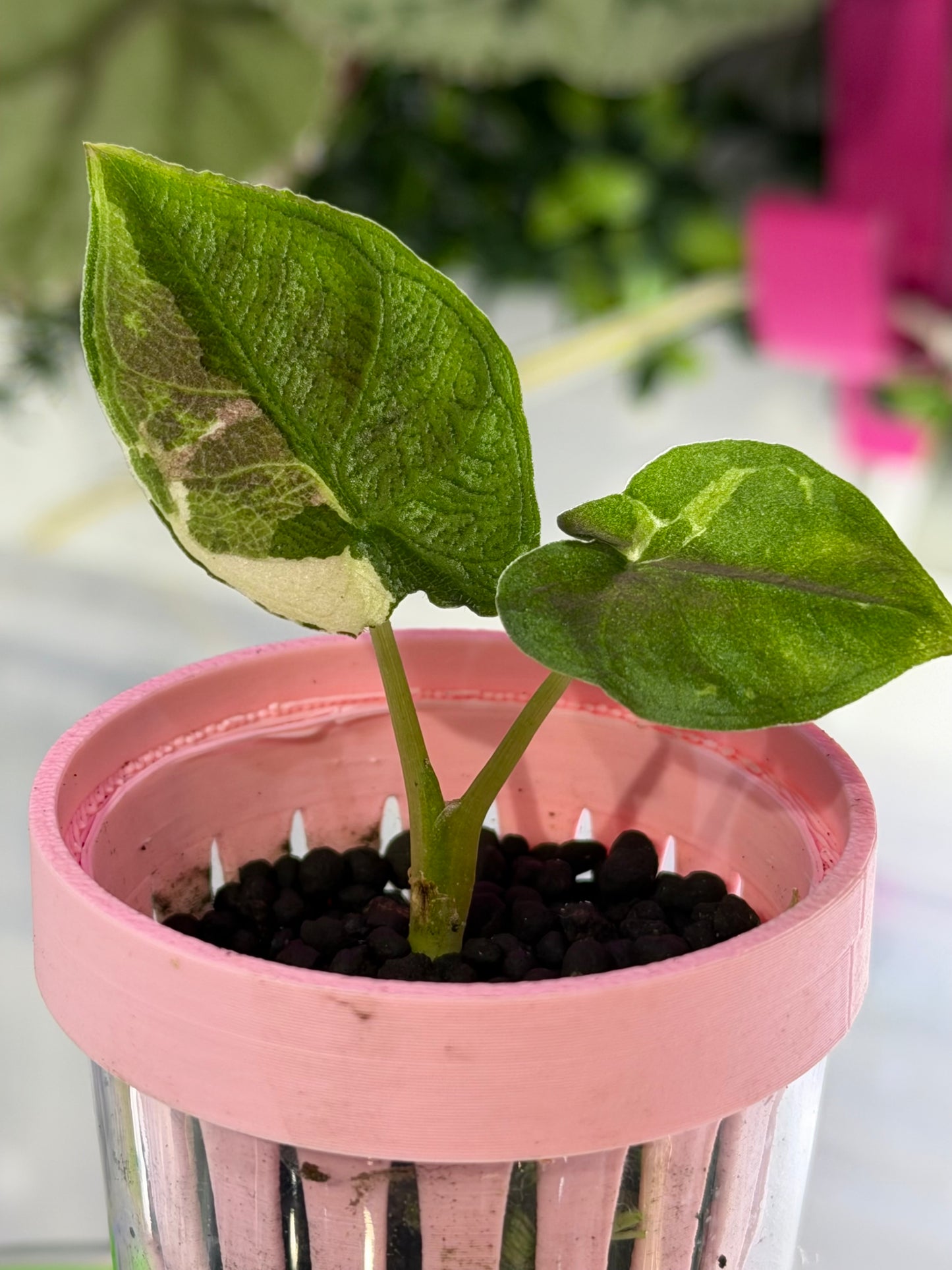 ALOCASIA ANTORO VELVET TRI COLOUR VARIEGATED