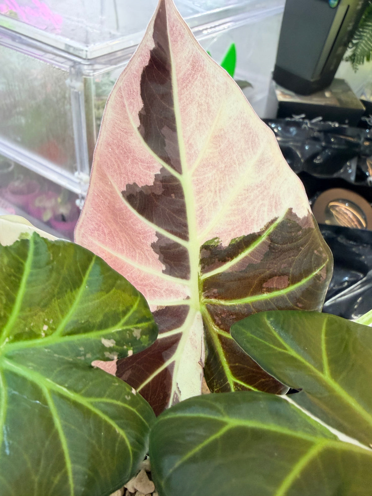 Alocasia 'Regal Shields' Pink Albo, pink and white variegation on huge ruffled shield-shaped leaves