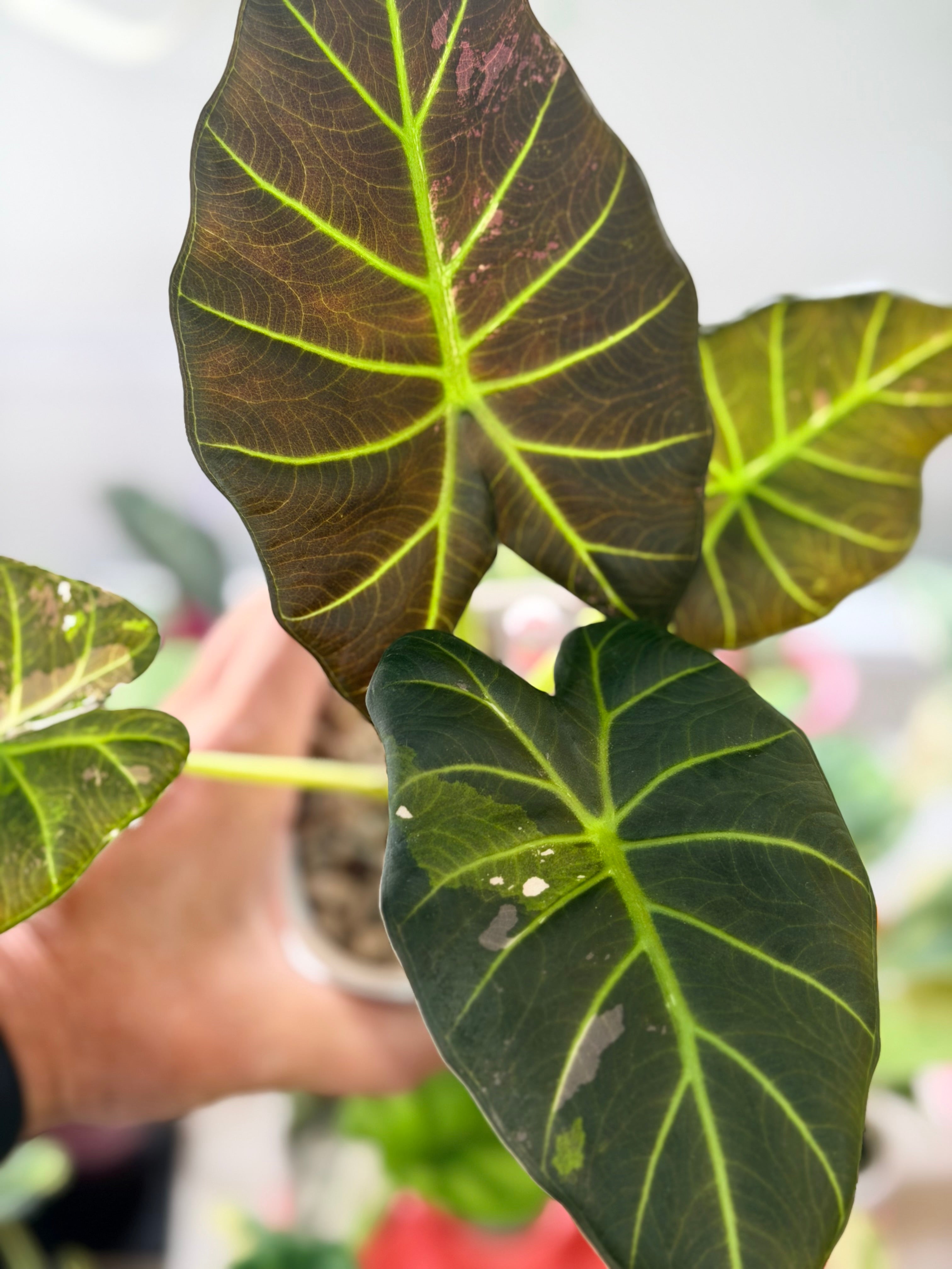 ALOCASIA REGAL SHIELDS ALBO VARIEGATED – The Alocasia Company