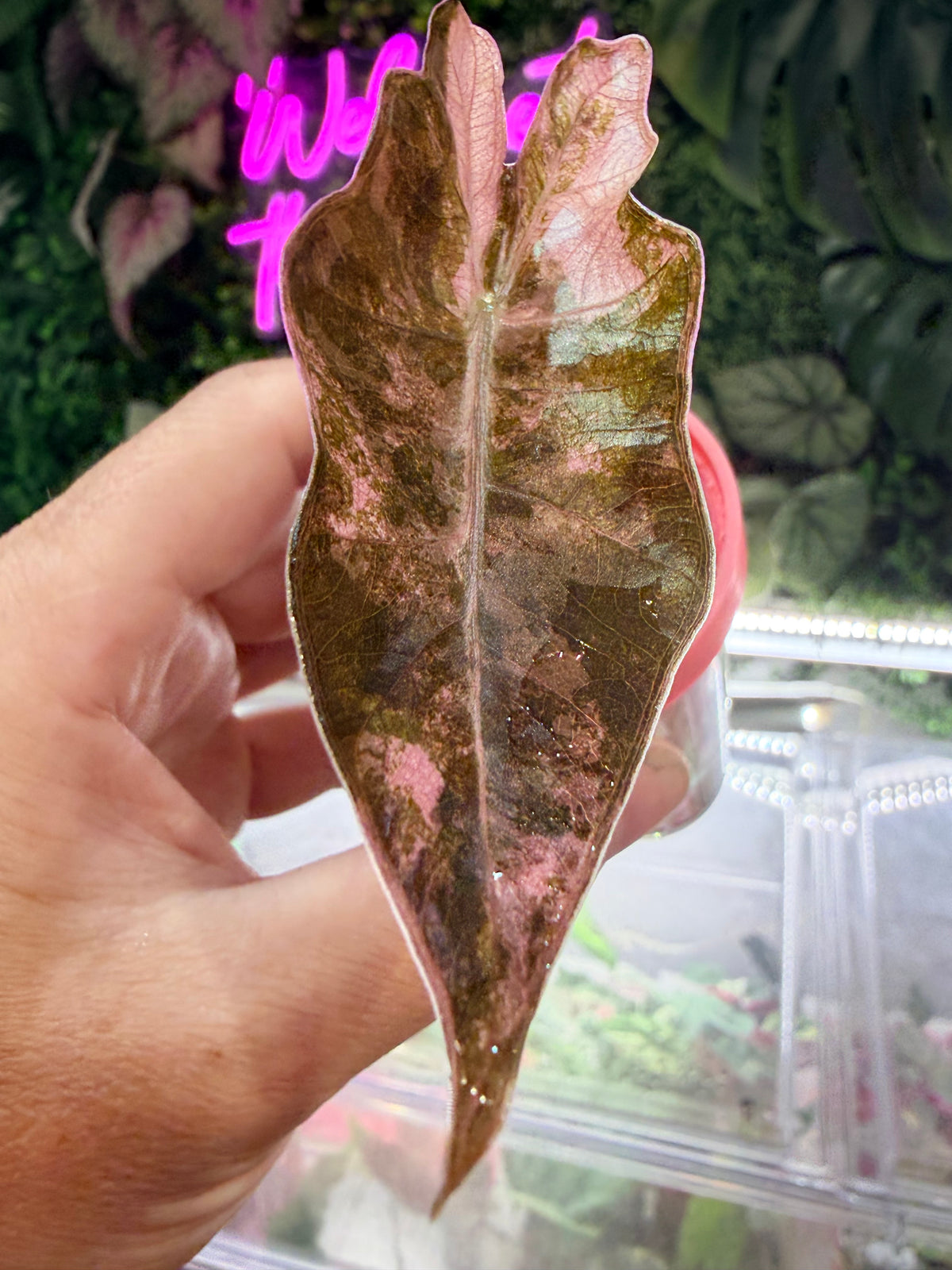 ALOCASIA PSEUDOSANDERIANA PINK VARIEGATED