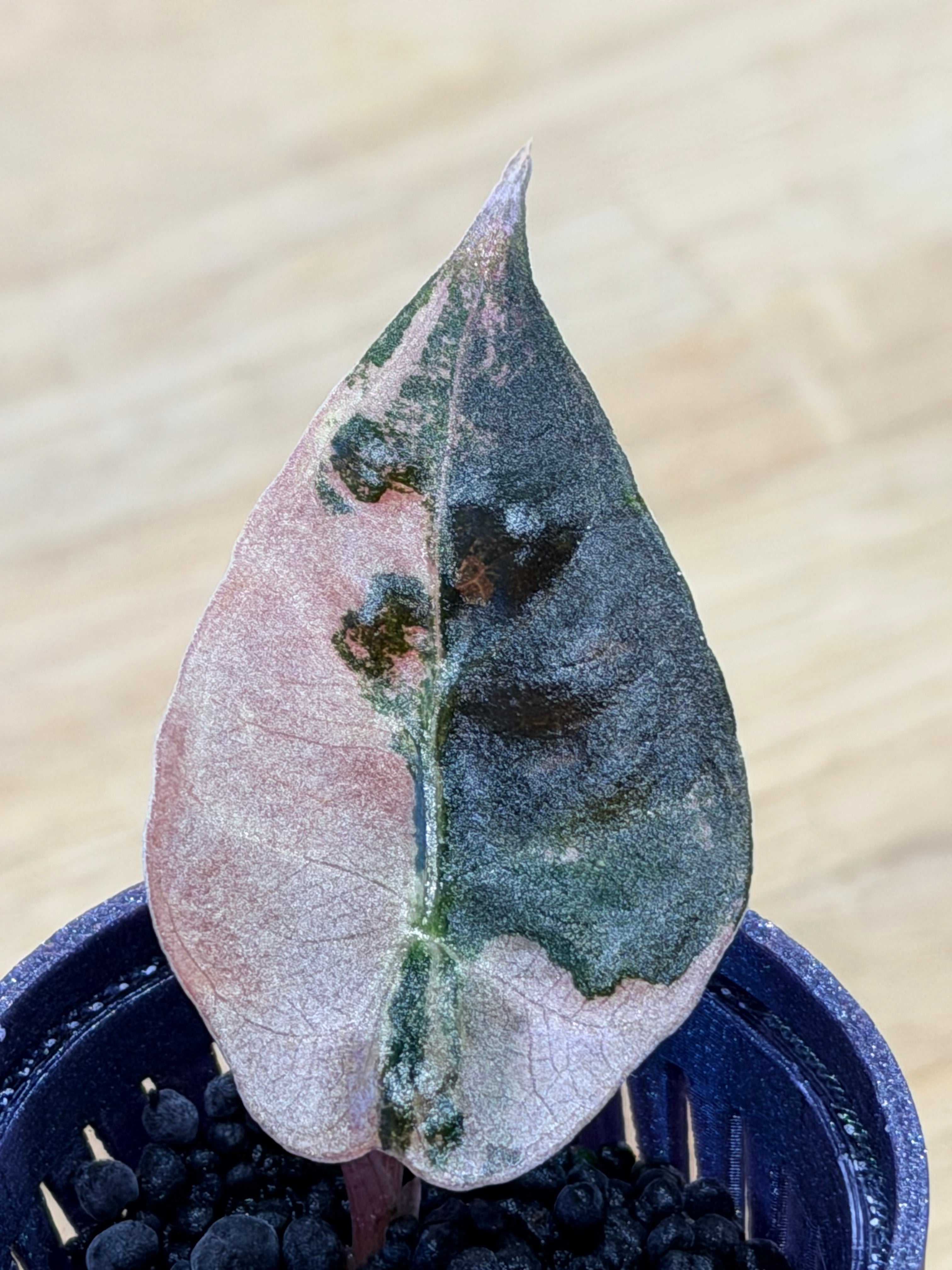 ALOCASIA AMAZONICA PINK VARIEGATED