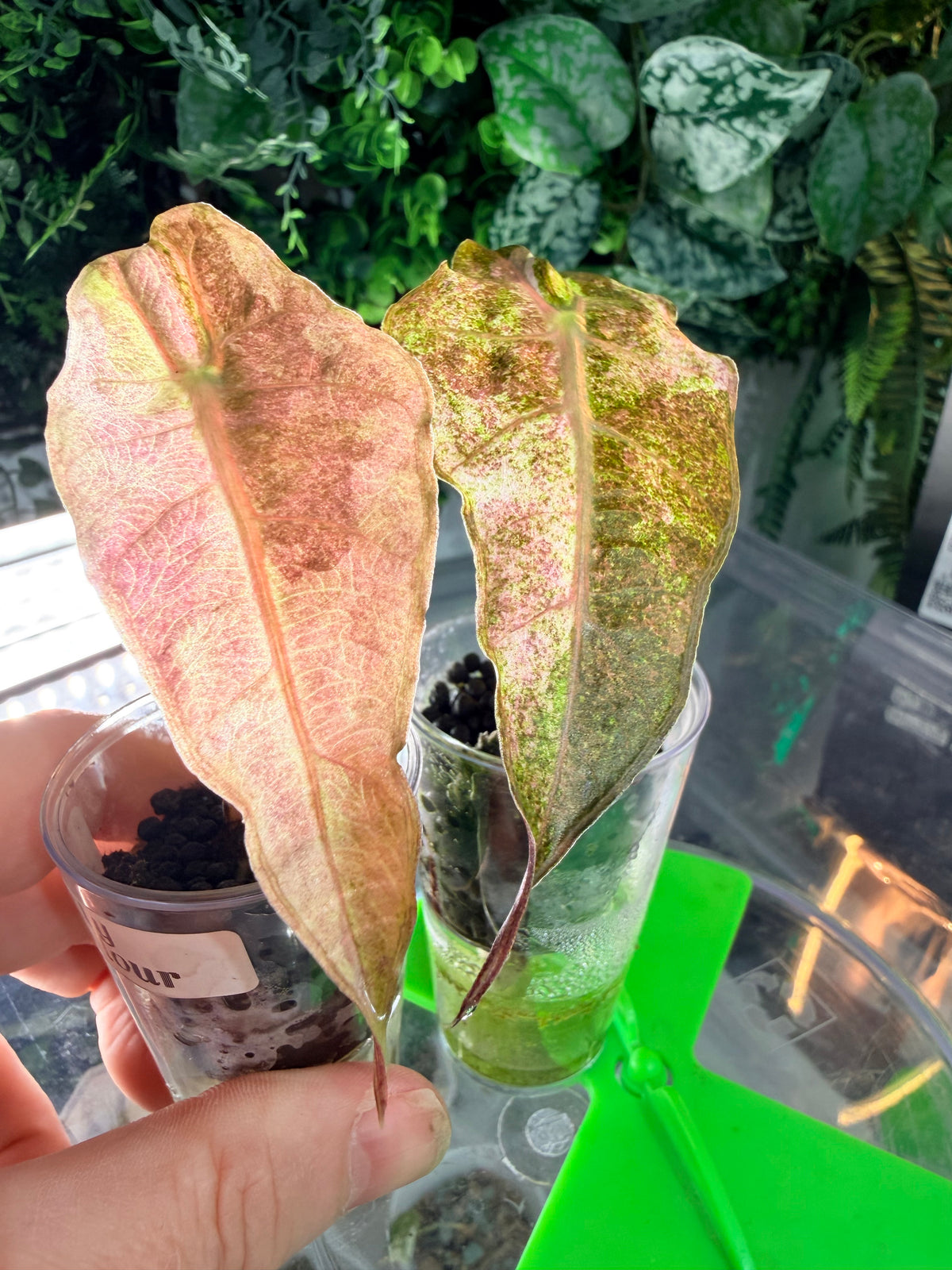 Alocasia 'Polly' Tri-Colour Variegated, pink, yellow and white marbling on arrow-shaped leaves