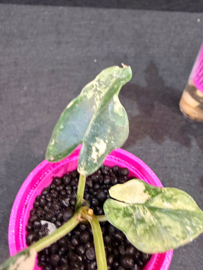 ALOCASIA SCABRIUSCULA ALBO VARIEGATED