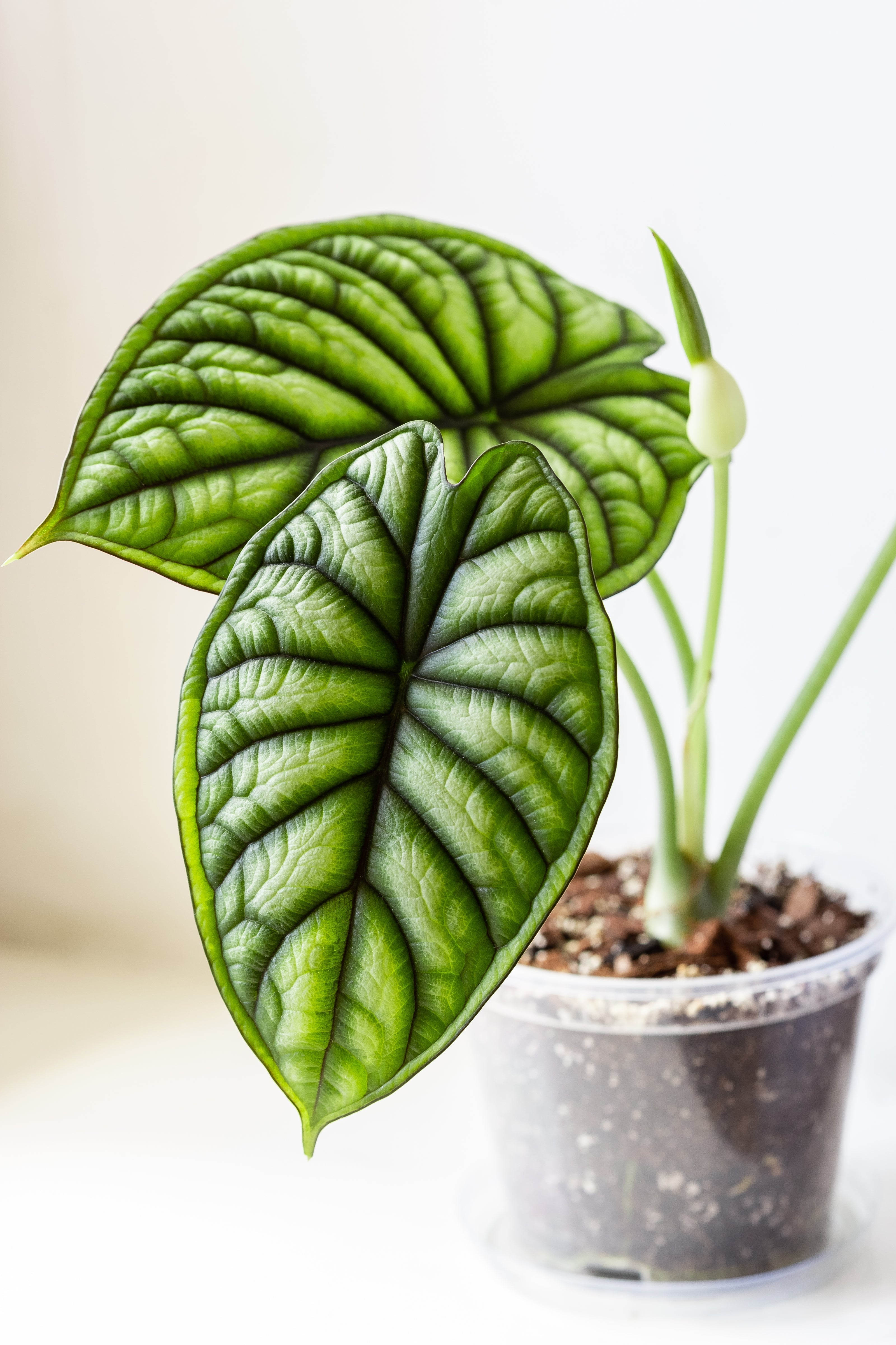 Rare & Exotic Alocasia Indoor Houseplants