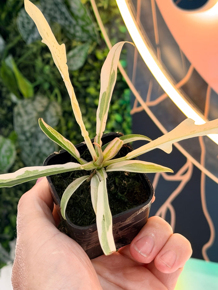 PHILODENDRON TORTUM ALBO VARIEGATED