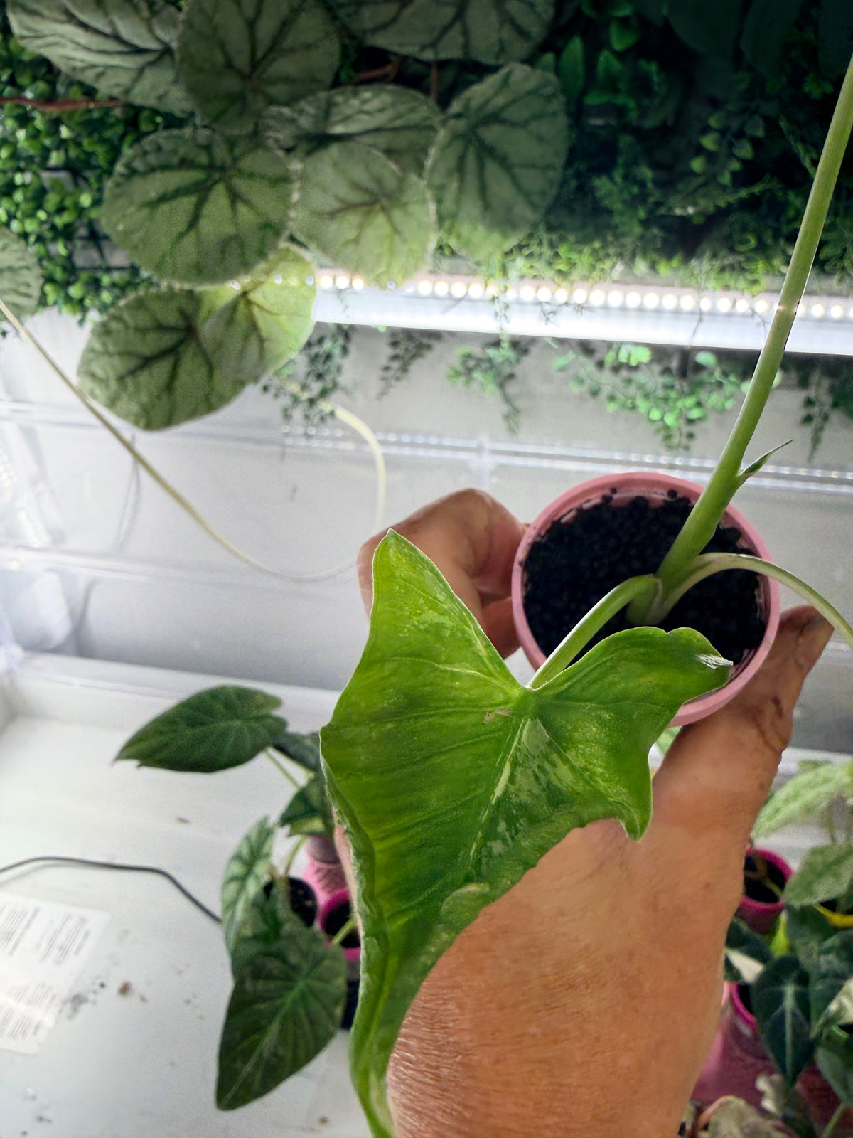 ALOCASIA CUCULLATA 'CRINKLES' ALBO VARIEGATED