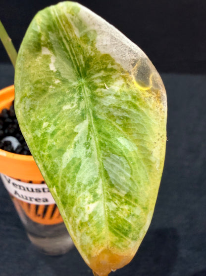 ALOCASIA VENUSTA AUREA