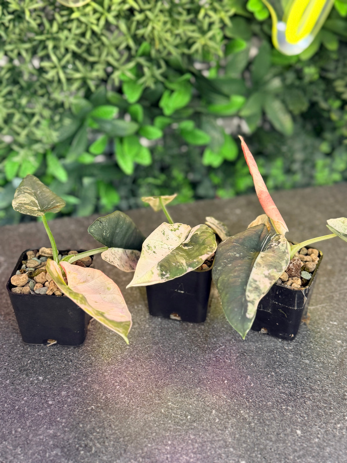 ALOCASIA REGINAE SILVER ALBO VARIEGATED