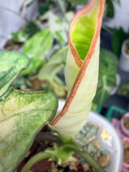ALOCASIA BISMA PLATINUM ALBO VARIEGATED