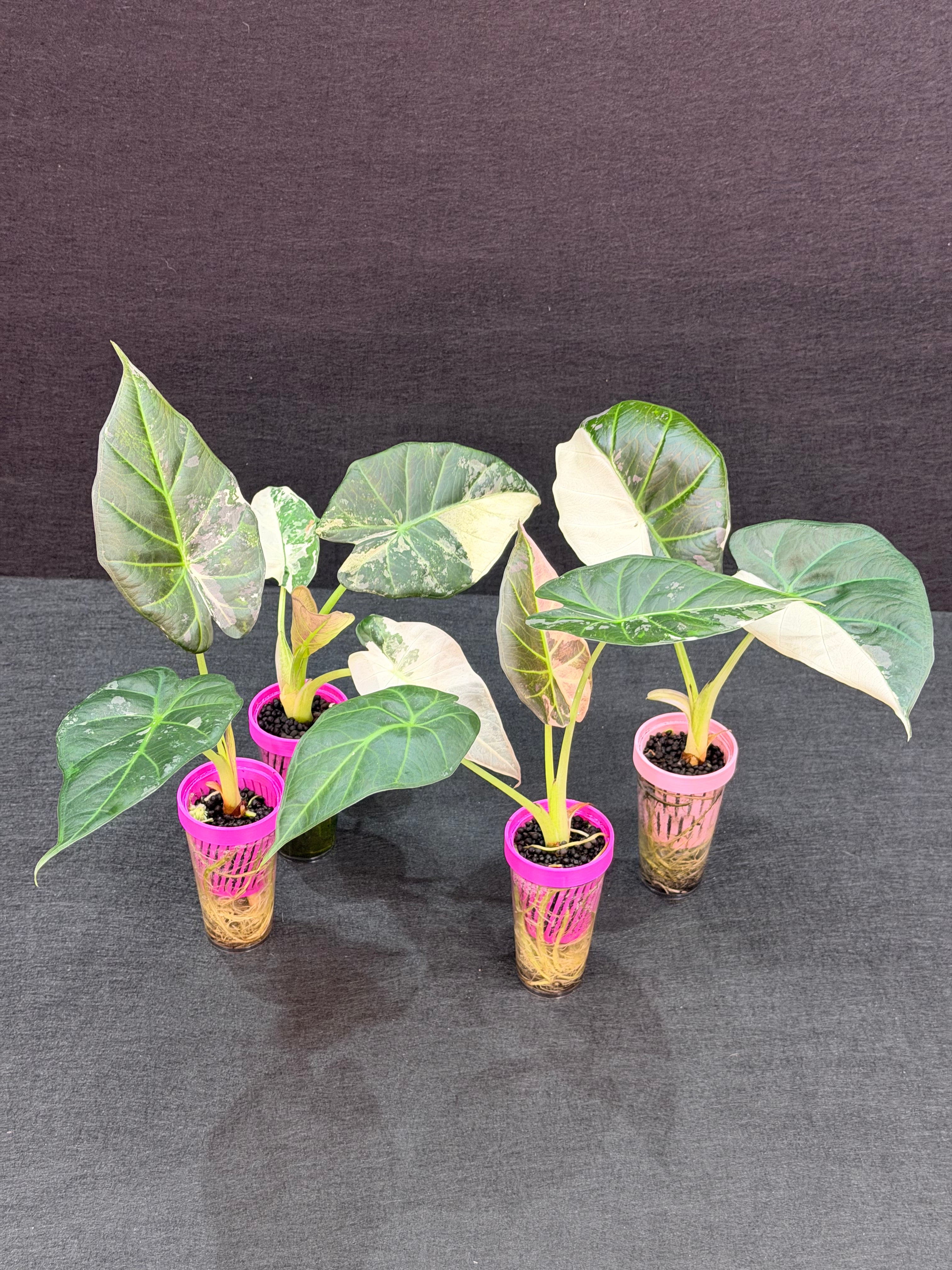 ALOCASIA REGAL SHEILDS ALBO – The Alocasia Company
