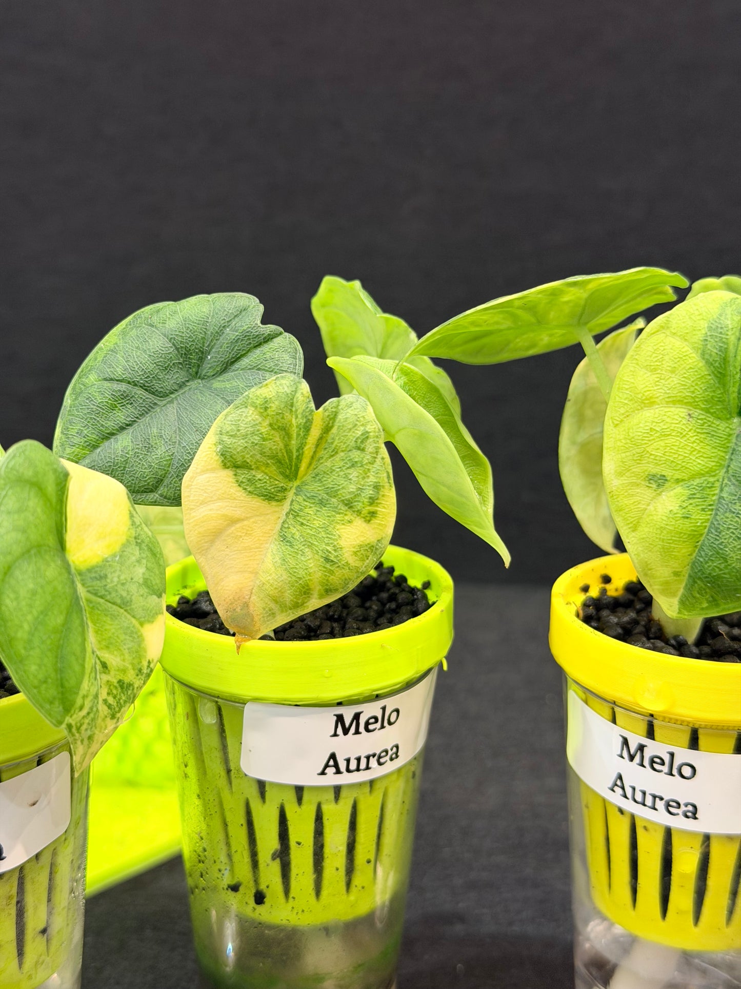 ALOCASIA MELO AUREA