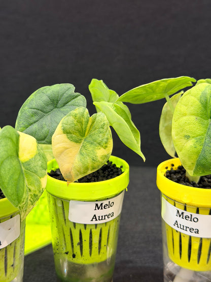 ALOCASIA MELO AUREA