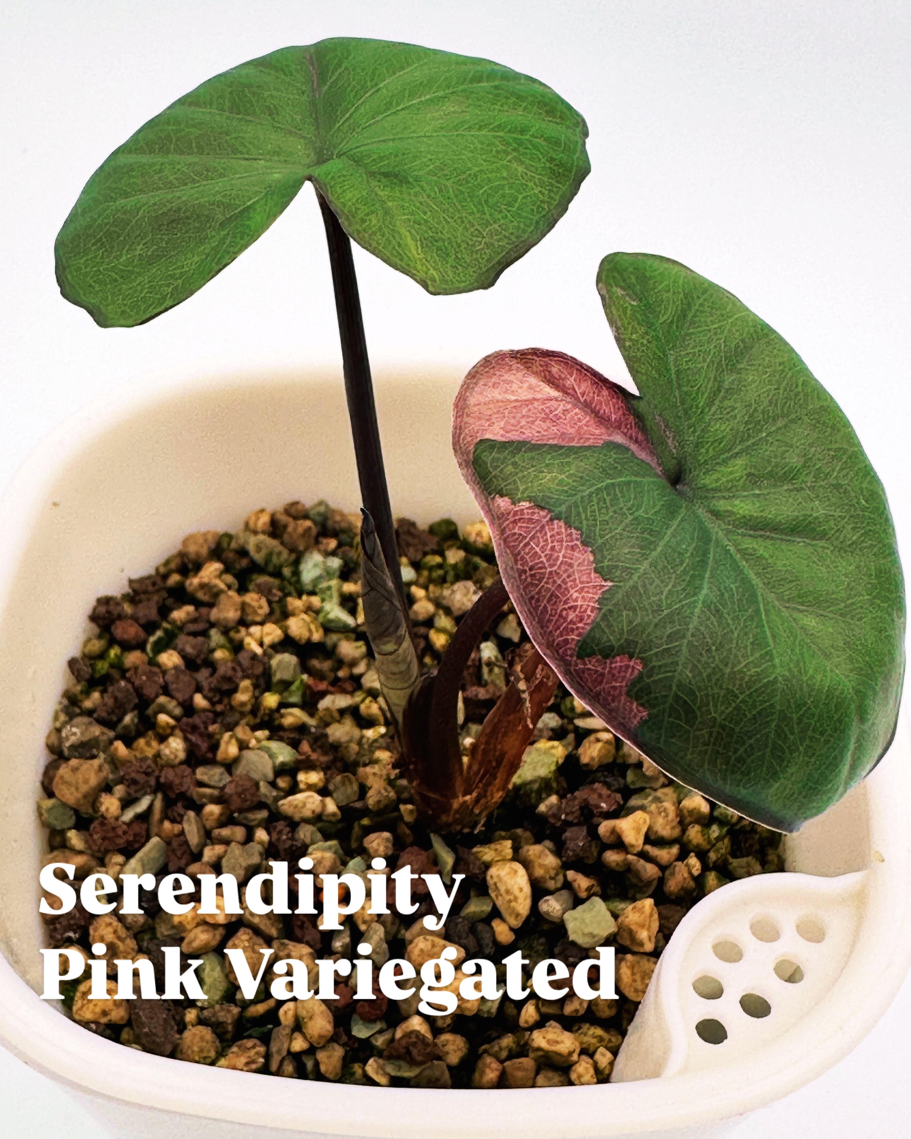 C886DCEE-0AE2-4146-B4C8-106EF313EDC0 - The Alocasia Company