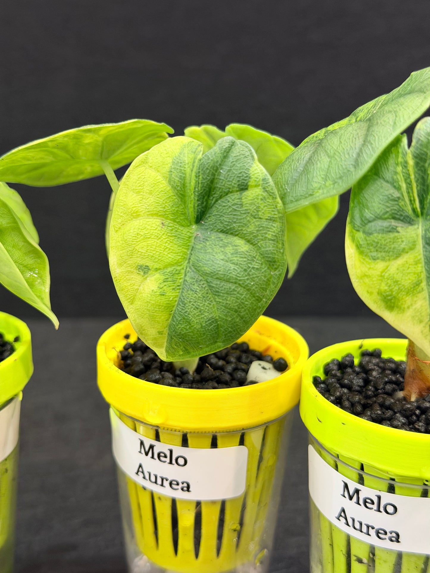 ALOCASIA MELO AUREA