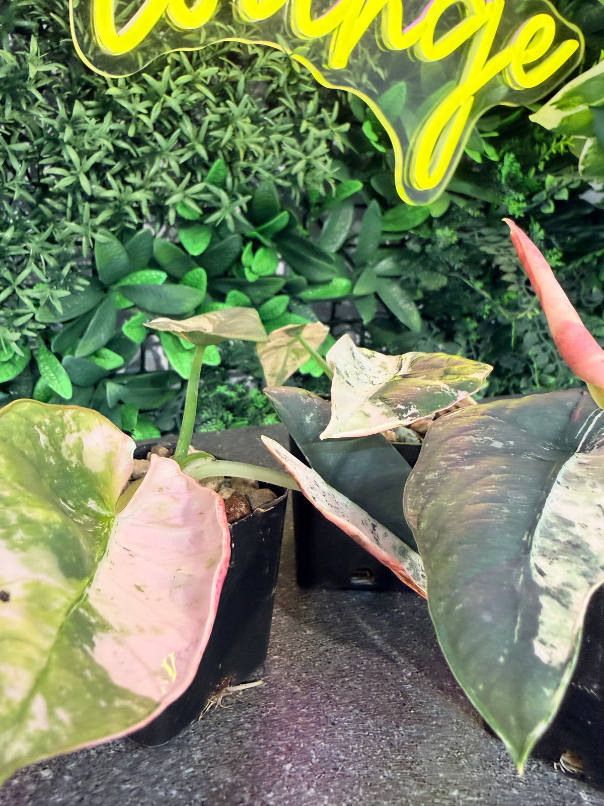 ALOCASIA REGINAE SILVER ALBO VARIEGATED