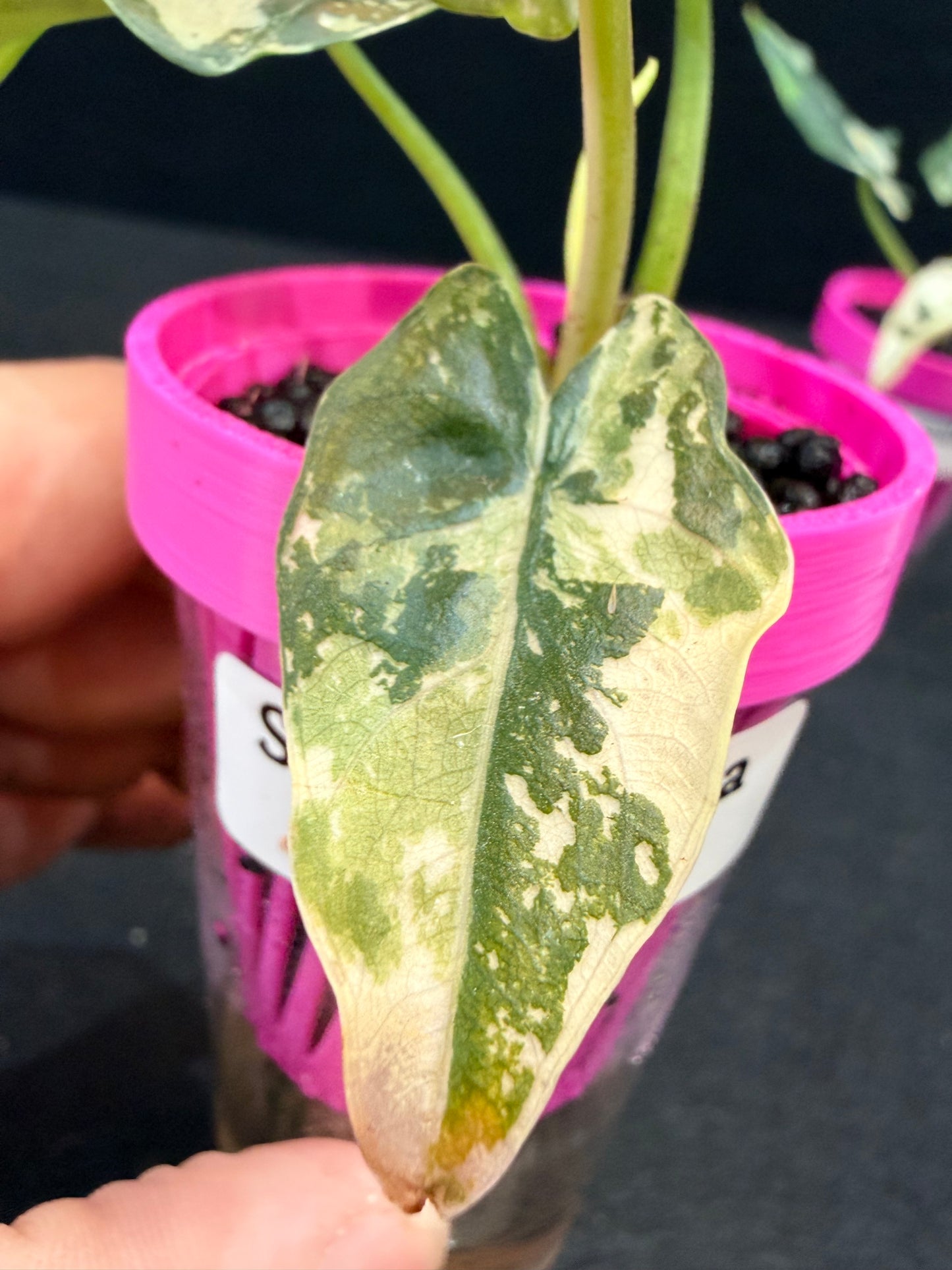 ALOCASIA SCABRIUSCULA ALBO VARIEGATED